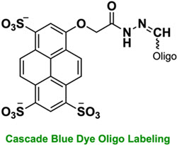 Bio-Synthesis Inc. Oligo Structure